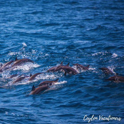 Whale and Dolphin Watching